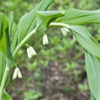 Garden Solomon's Seal